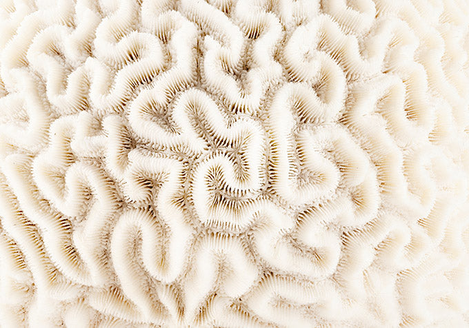 image of a white coral inspiration for Koraru swimwear brand