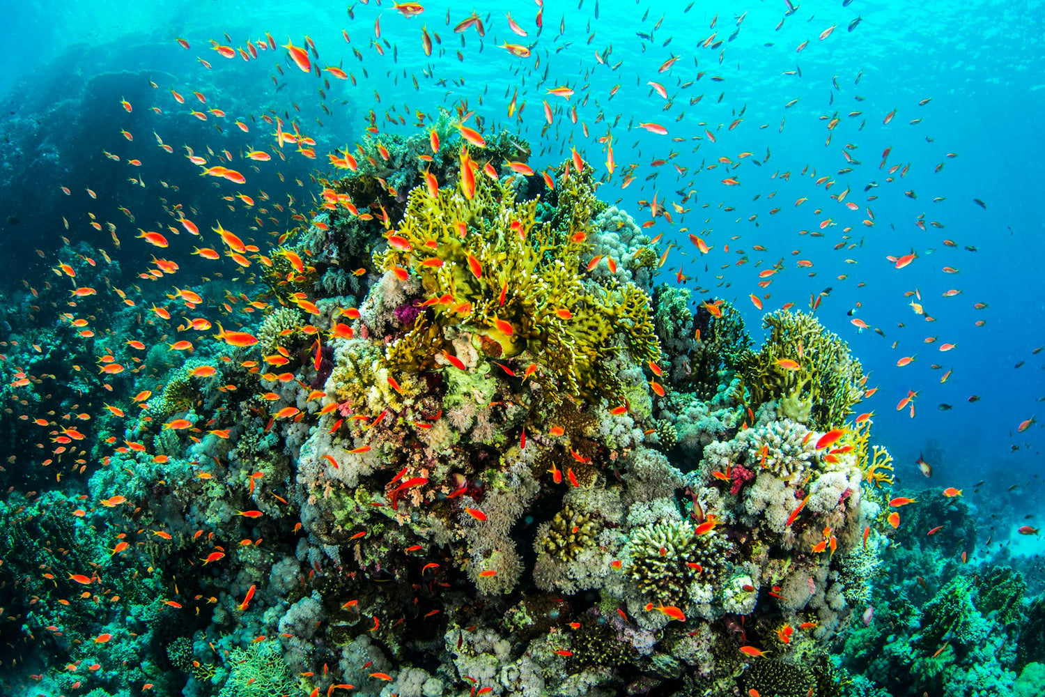 2023 CORAL REEF IMPACT REPORT: A GLIMPSE INTO THE POWER OF SUSTAINABLE FASHION