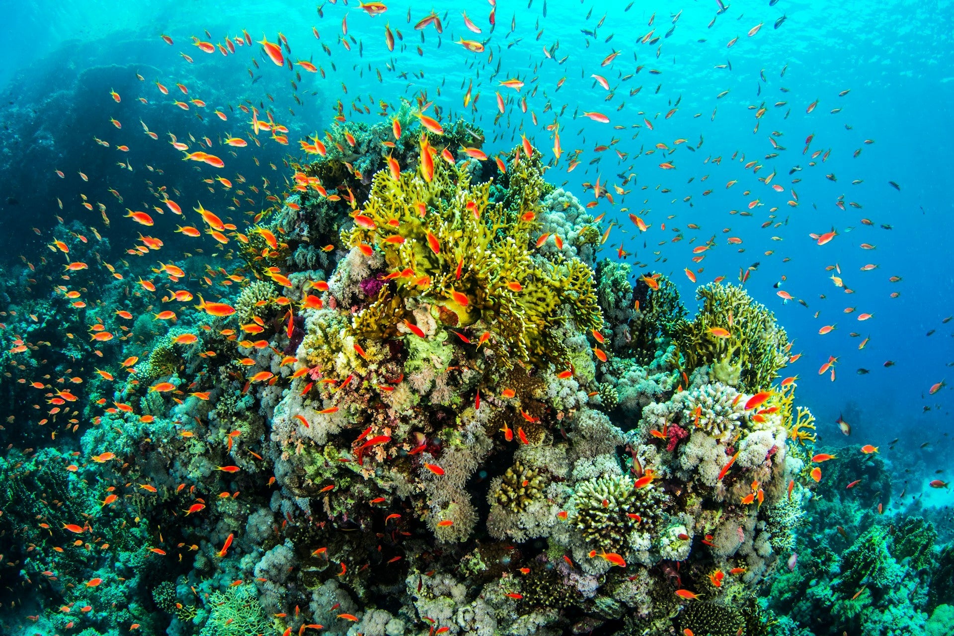 2023 Coral Reef Impact Report: A Glimpse Into The Power Of Sustainable Fashion