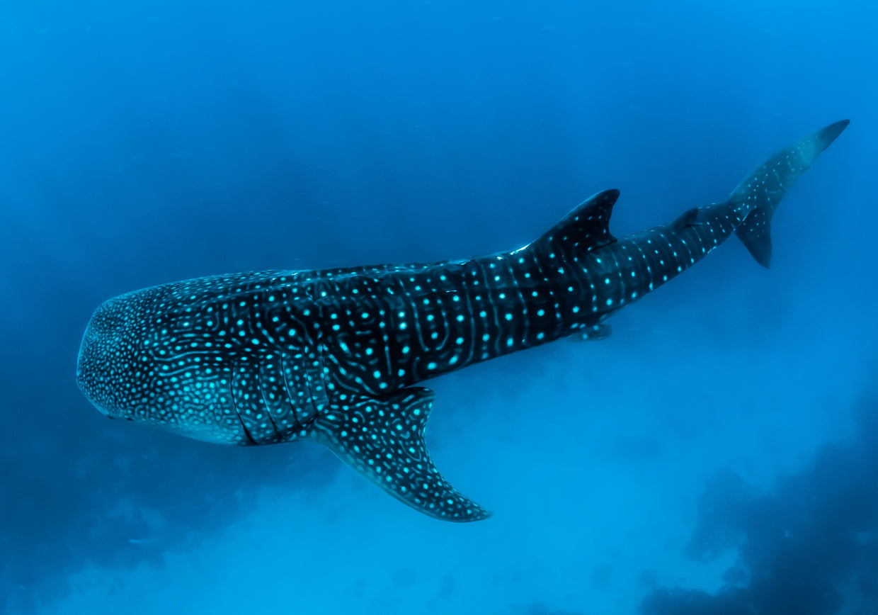 whale shark swimming underwater photo by Sebastian Pena Lambarri