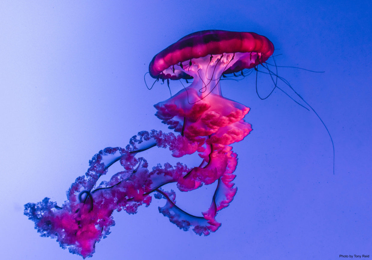 jellyfish inspiration for Koraru sustainable swimwear brand