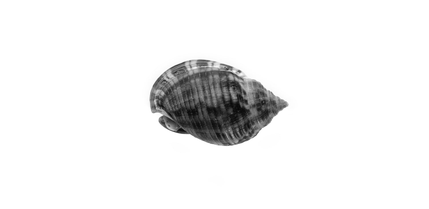 seashell in black and white