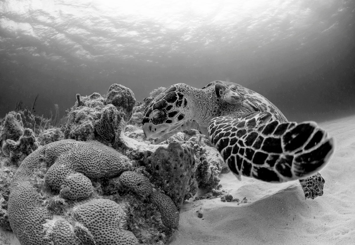 turtle on an ocean bed