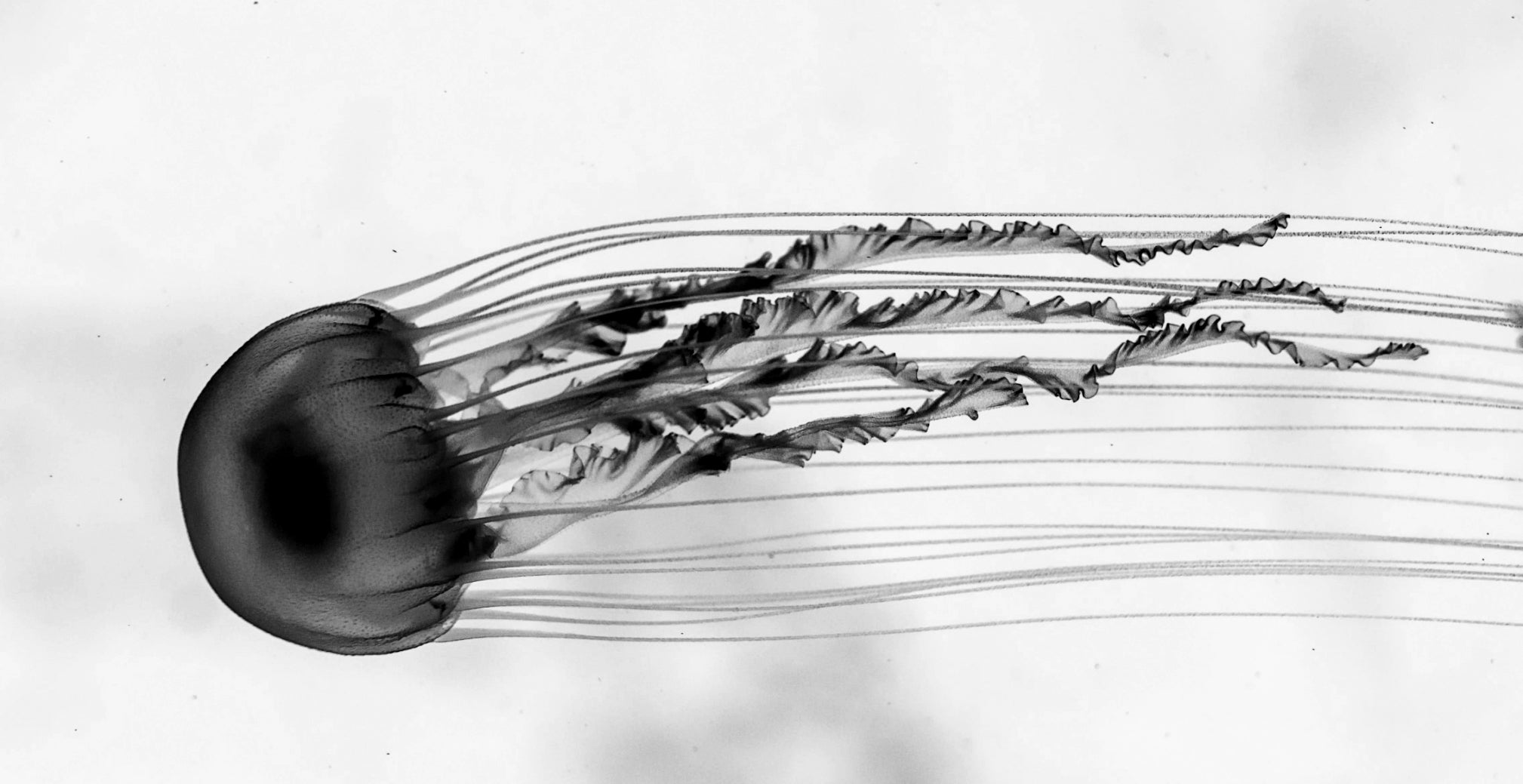 jellyfish in black and white