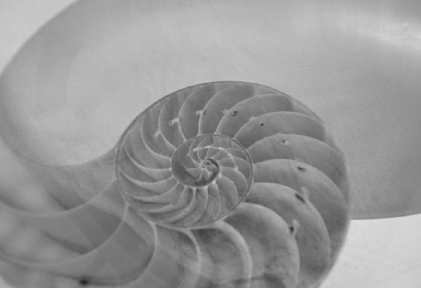 inside of a seashell