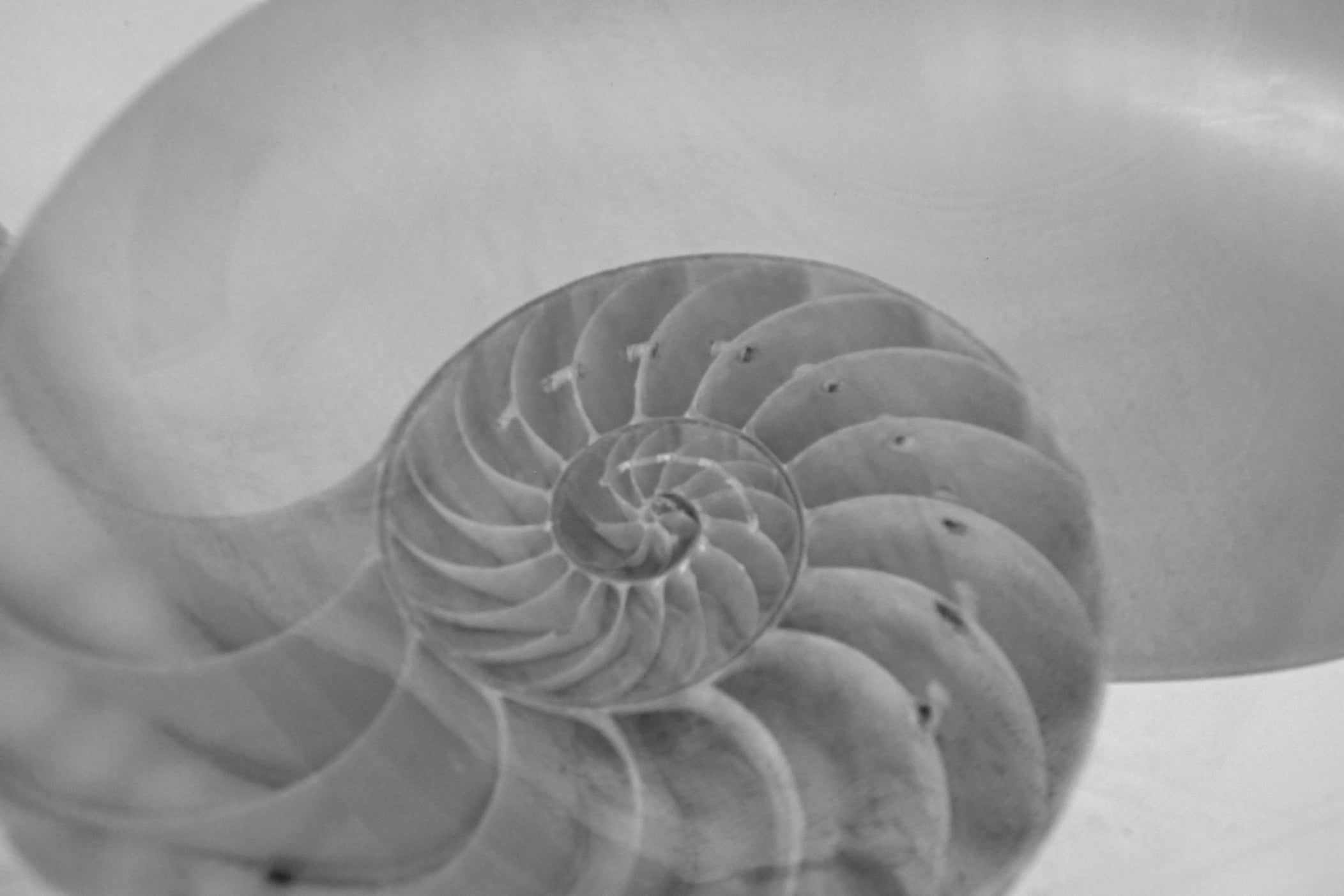 inside of a seashell