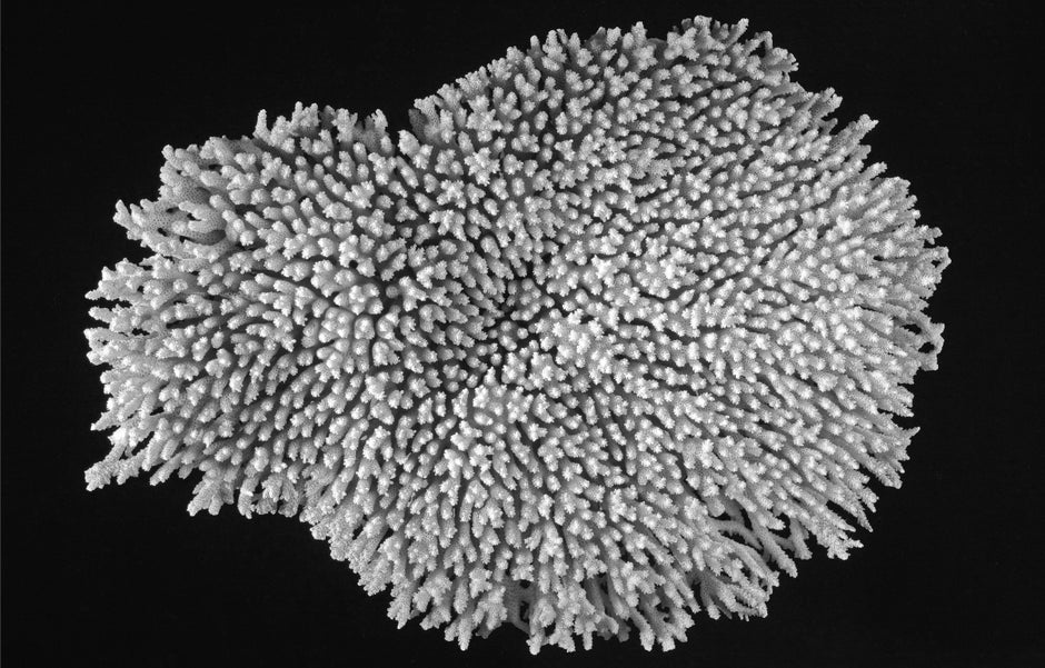 white coral 
