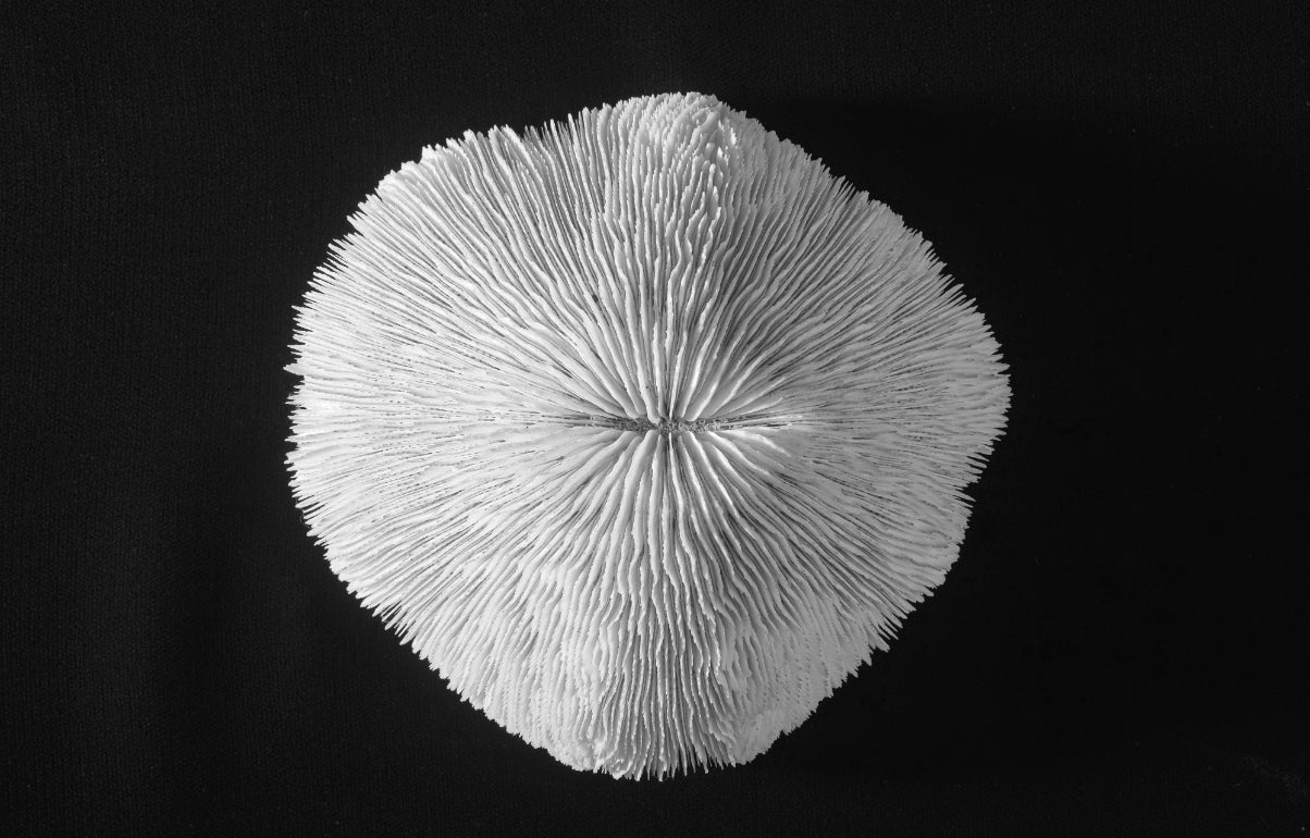 white coral 