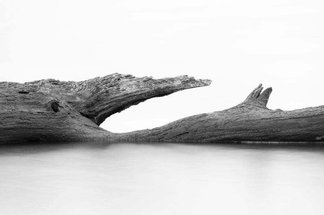 tree submerged in a see in black and white